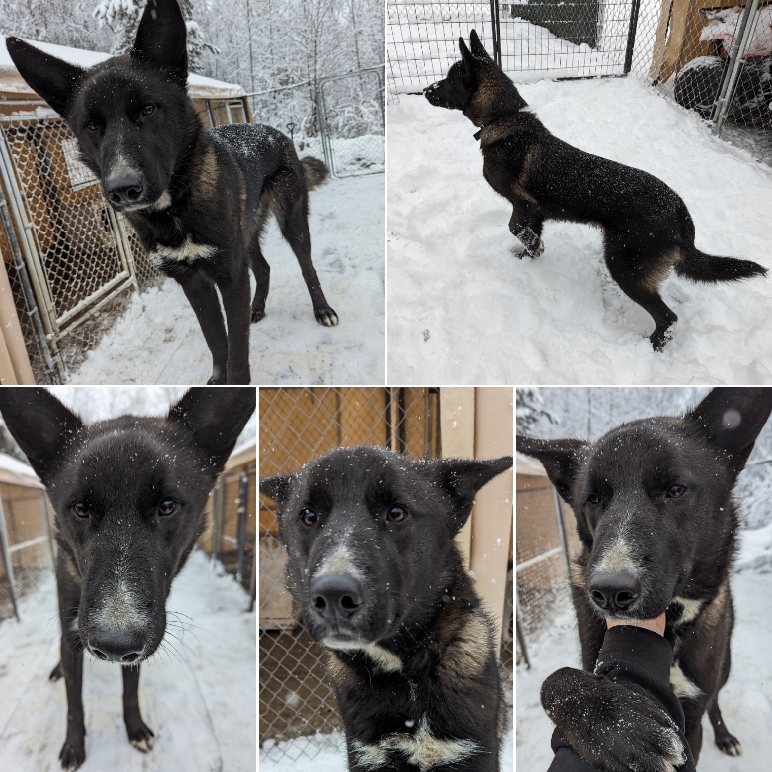 Sam, an adoptable Husky, German Shepherd Dog in Wasilla, AK, 99623 | Photo Image 1