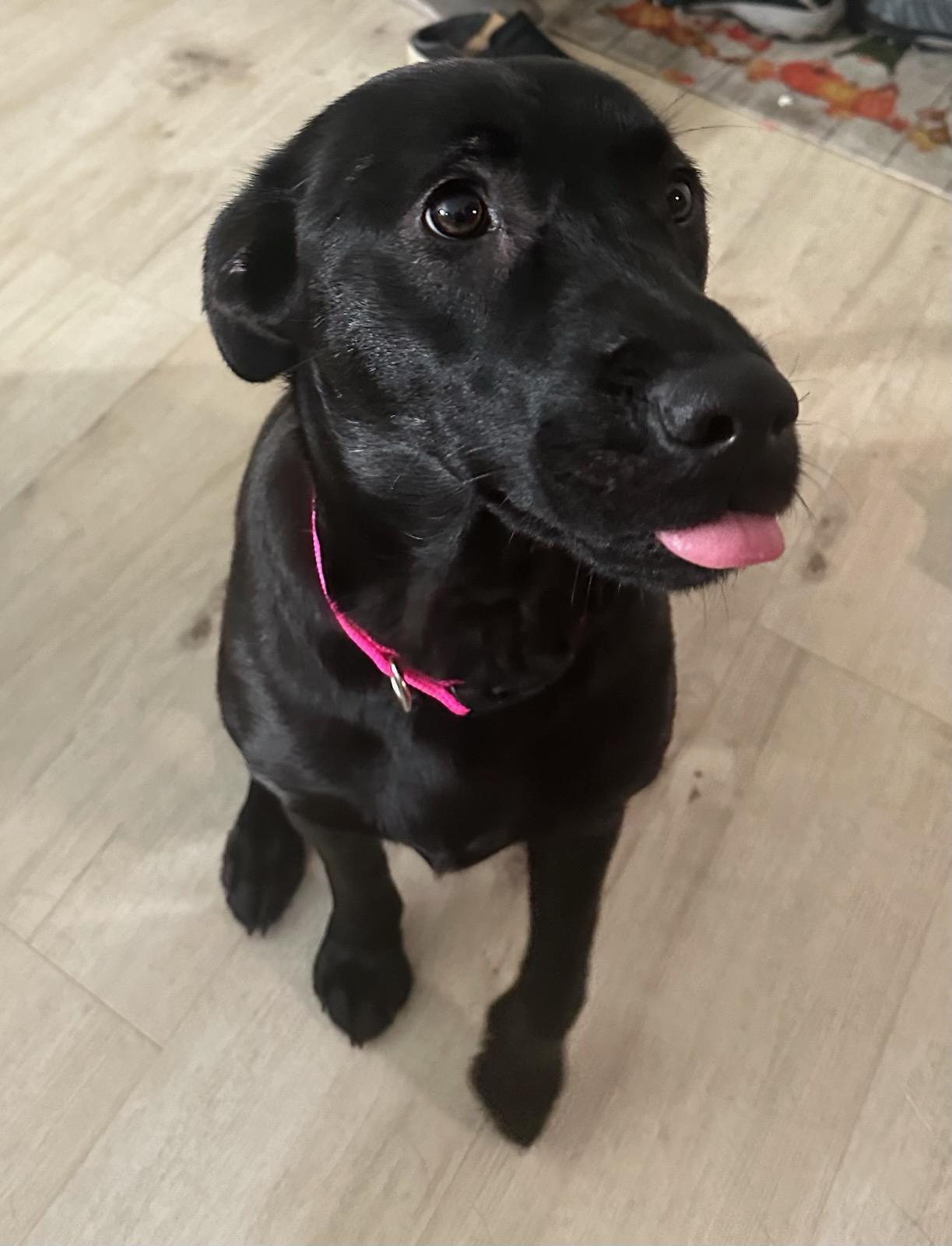 Rabbit/Bella, an adoptable Husky, Labrador Retriever in Wasilla, AK, 99623 | Photo Image 1