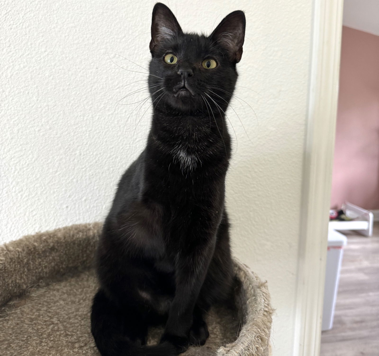 Beeley, an adoptable Domestic Short Hair in Springfield, OR, 97475 | Photo Image 5