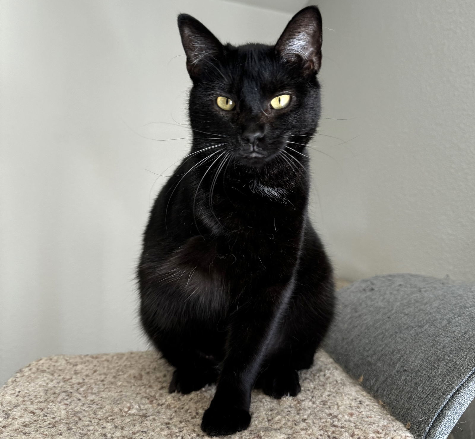 Beeley, an adoptable Domestic Short Hair in Springfield, OR, 97475 | Photo Image 6