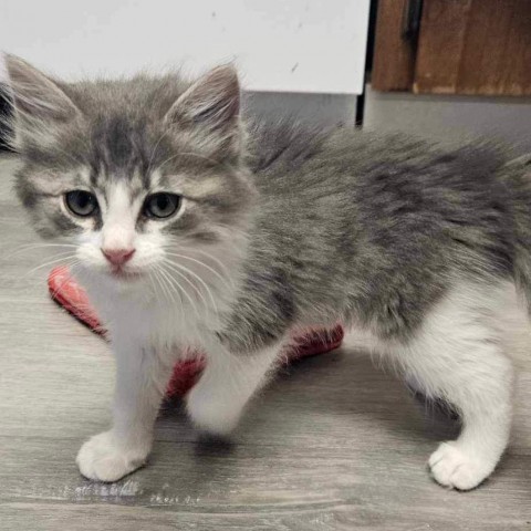 Rigel, an adoptable Domestic Long Hair in Talent, OR, 97540 | Photo Image 1