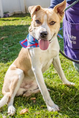 Kyle - IN FOSTER Mixed Breed Dog