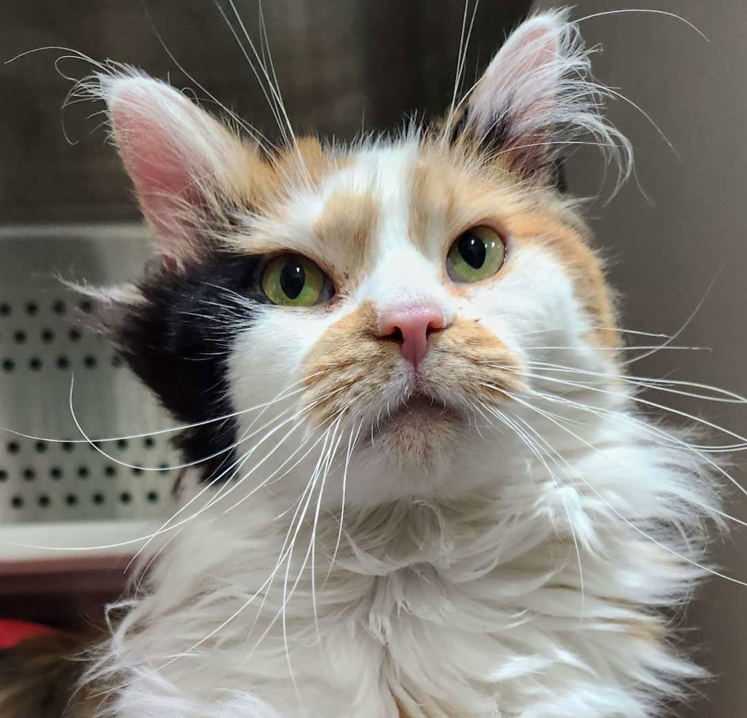 Iris, an adoptable Calico, Domestic Long Hair in Laramie, WY, 82073 | Photo Image 1