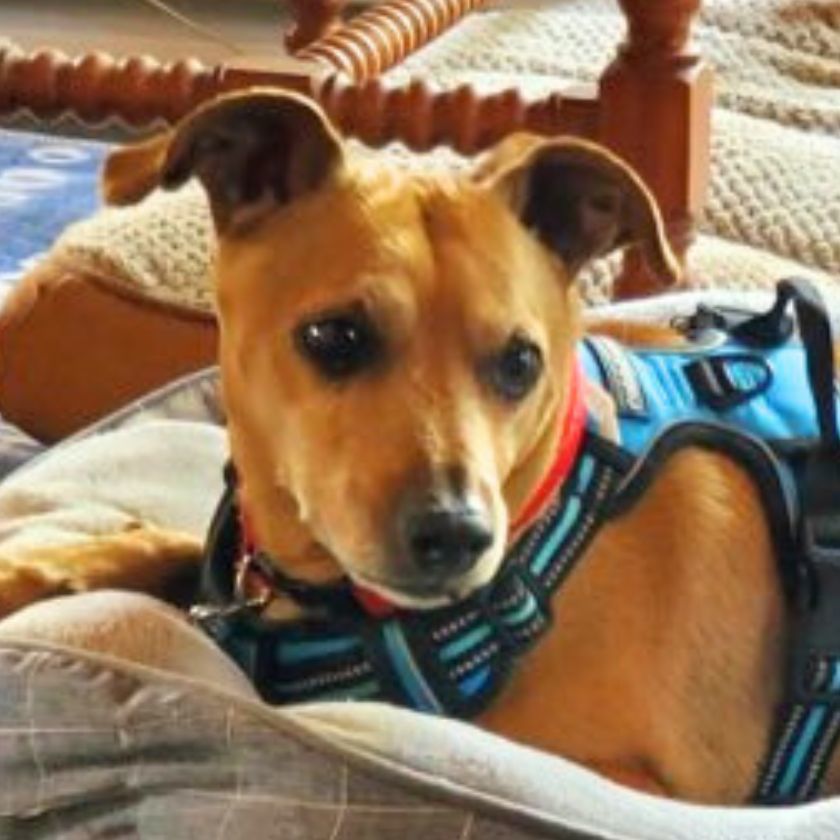 Flash, an adoptable Dachshund, Jack Russell Terrier in Laramie, WY, 82073 | Photo Image 1