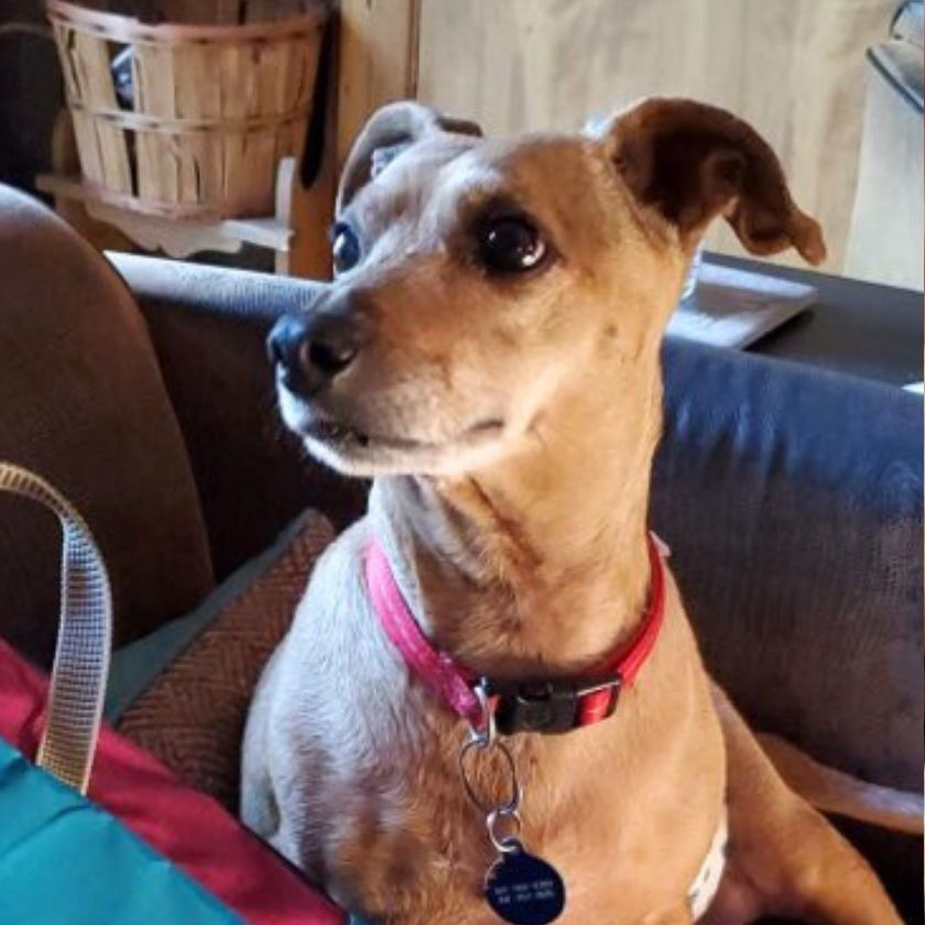 Flash, an adoptable Dachshund, Jack Russell Terrier in Laramie, WY, 82073 | Photo Image 3