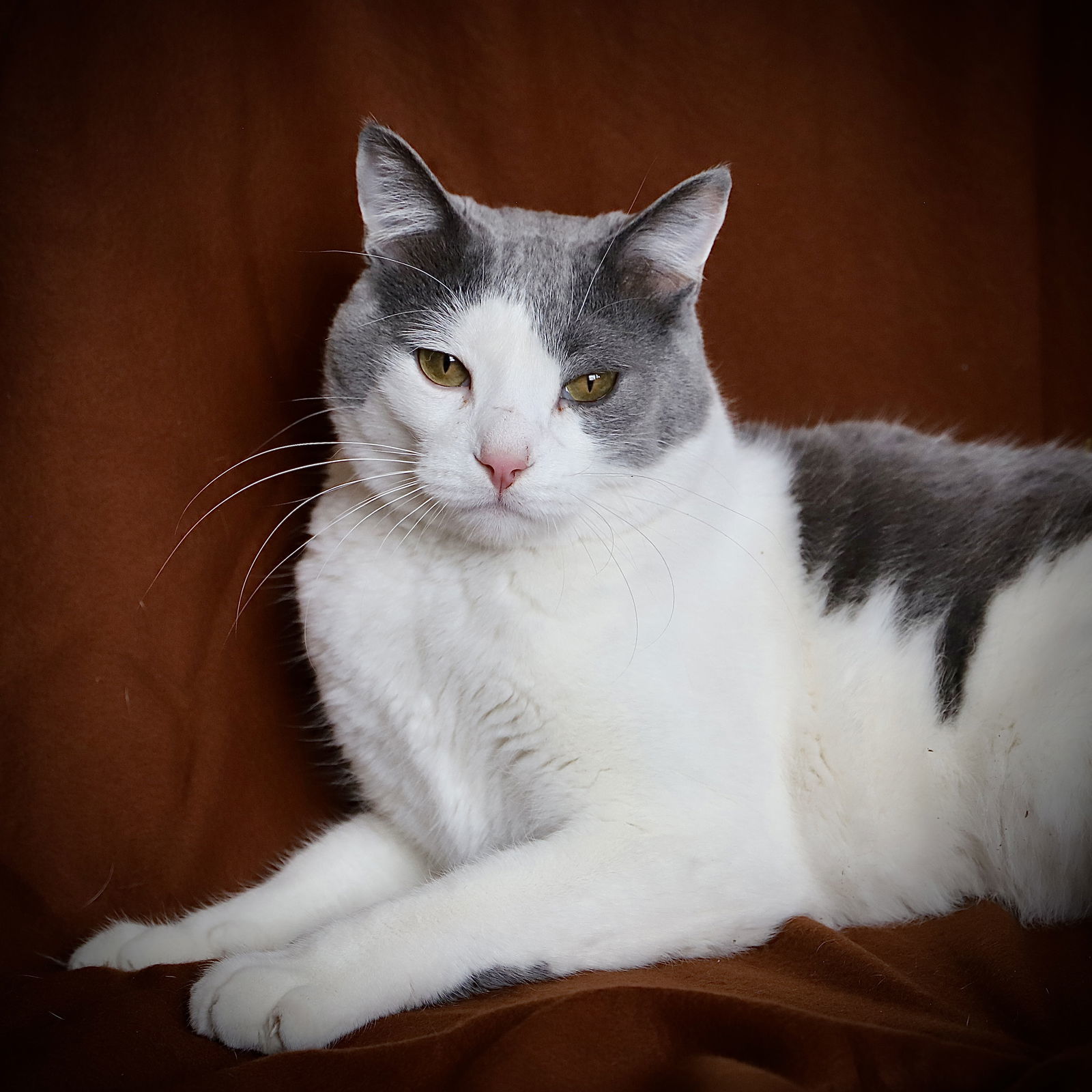 Steve - 25 is my lucky #, an adoptable Domestic Short Hair in Laramie, WY, 82073 | Photo Image 1