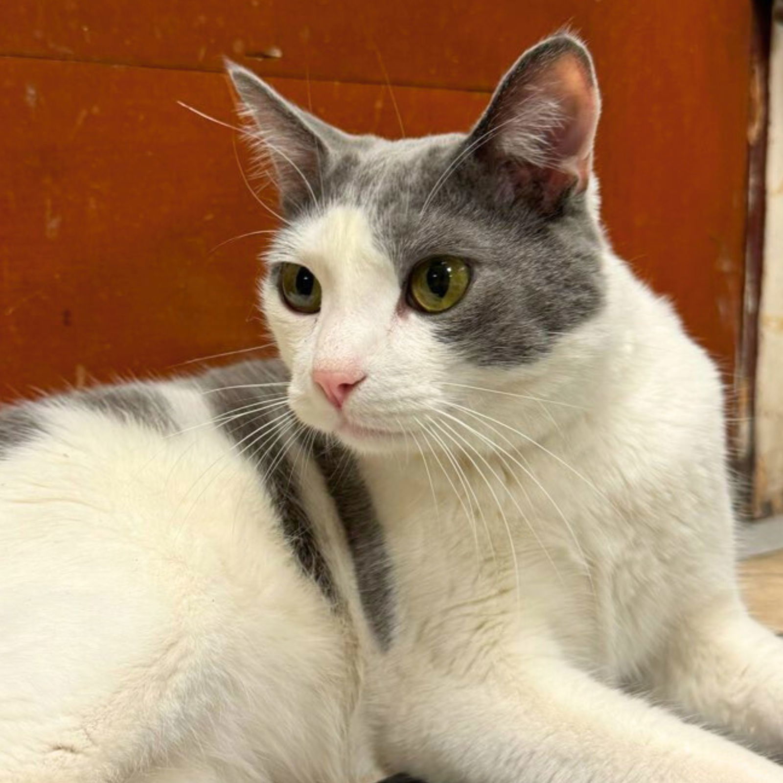 Steve, an adoptable Domestic Short Hair in Laramie, WY, 82073 | Photo Image 2