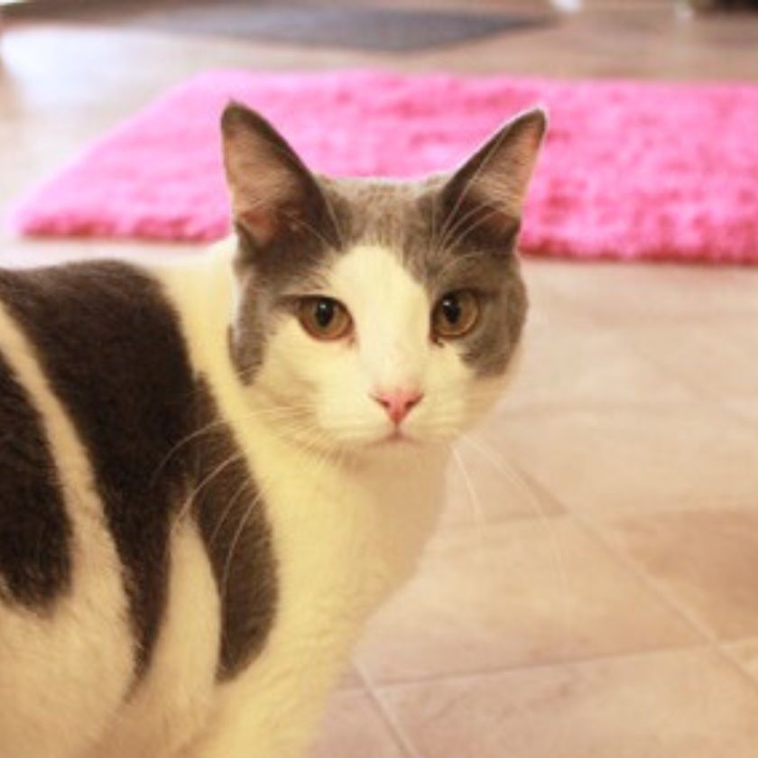 Steve, an adoptable Domestic Short Hair in Laramie, WY, 82073 | Photo Image 2