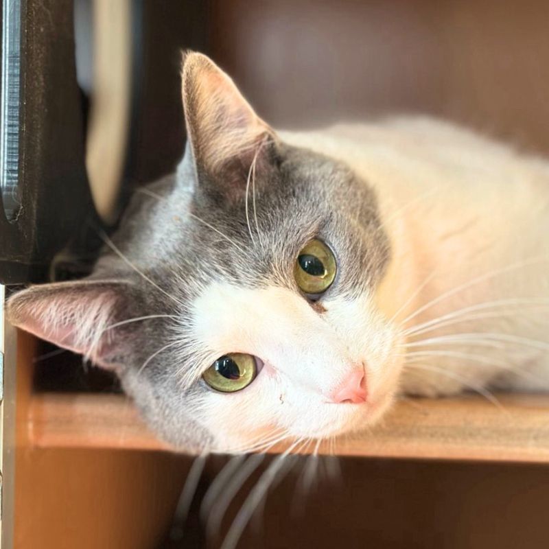 Steve - 25 is my lucky #, an adoptable Domestic Short Hair in Laramie, WY, 82073 | Photo Image 2