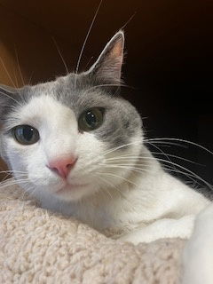 Steve, an adoptable Domestic Short Hair in Laramie, WY, 82073 | Photo Image 3