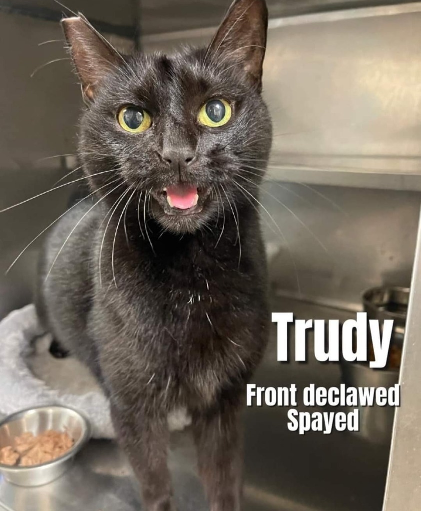 Trudy, an adoptable Burmese in Bossier City, LA, 71111 | Photo Image 1