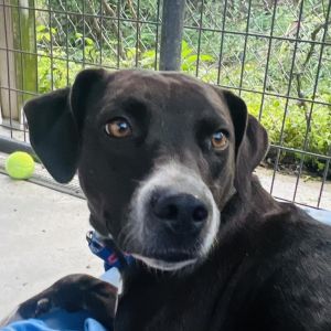 Velvet Velvet is a black silky luxurious shimmering shy lady She has a beautiful glistening coat