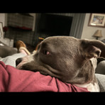 Porker