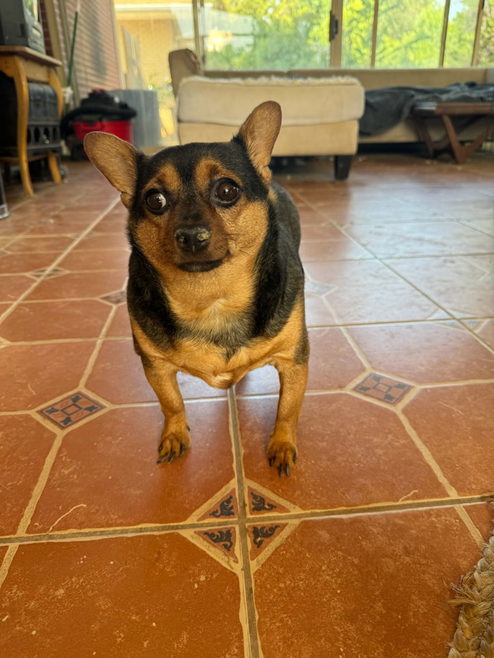 Biggie Smalls, an adoptable Chihuahua in Fort Collins, CO, 80524 | Photo Image 1