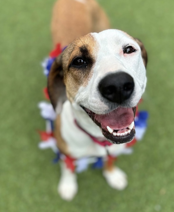 Pecan, an adoptable Beagle, Whippet in Oakland, NJ, 07436 | Photo Image 1