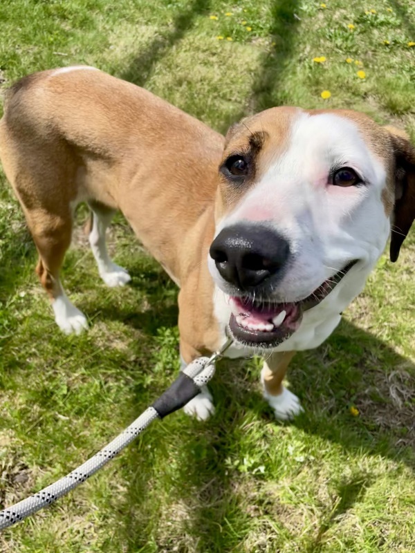 Pecan, an adoptable Beagle, Whippet in Oakland, NJ, 07436 | Photo Image 2