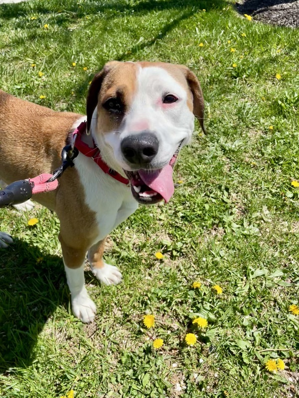 Pecan, an adoptable Beagle, Whippet in Oakland, NJ, 07436 | Photo Image 3