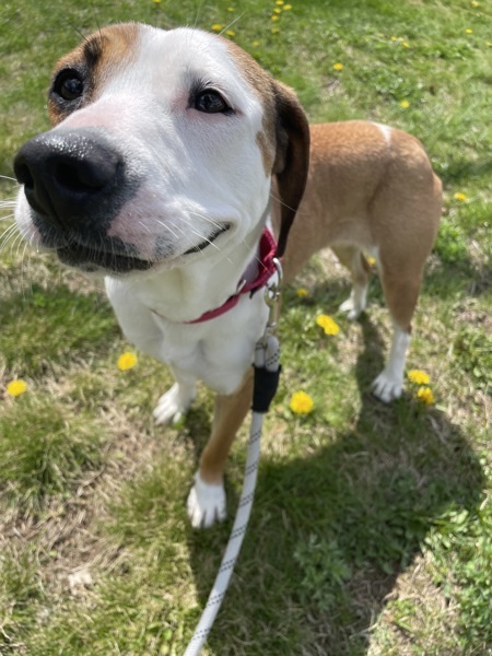 Pecan, an adoptable Beagle, Whippet in Oakland, NJ, 07436 | Photo Image 4