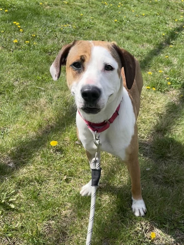 Pecan, an adoptable Beagle, Whippet in Oakland, NJ, 07436 | Photo Image 5