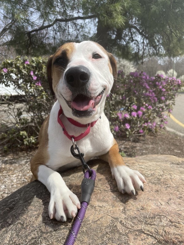 Pecan, an adoptable Beagle, Whippet in Oakland, NJ, 07436 | Photo Image 6