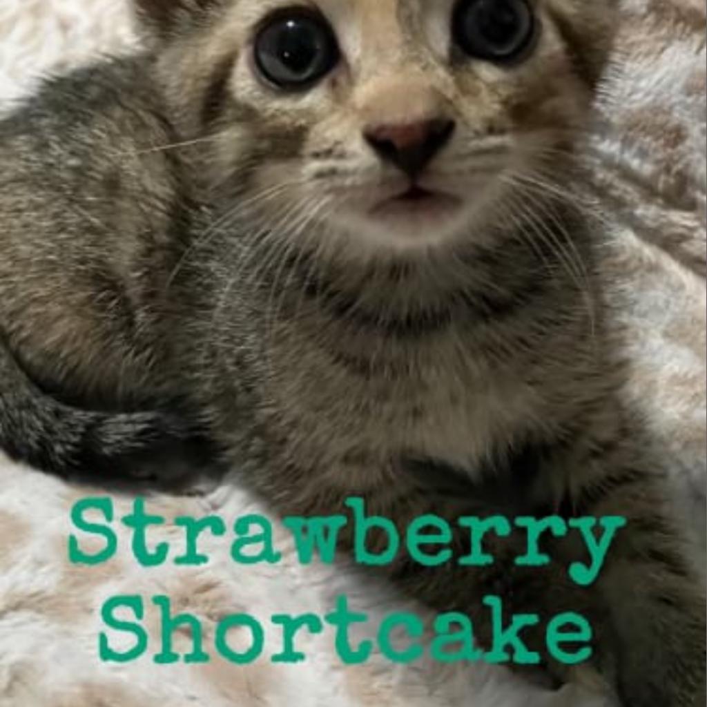 Strawberry Short Cake