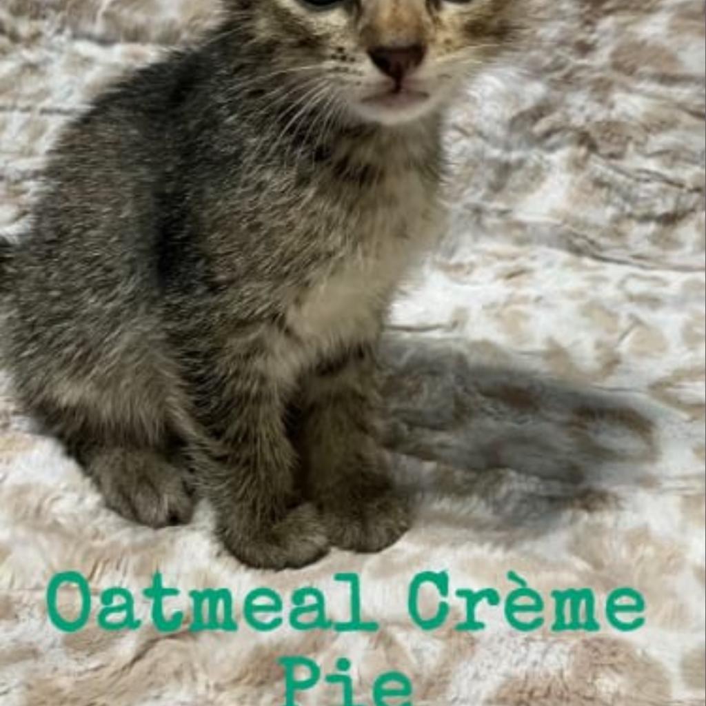 Oatmeal Creme Pie