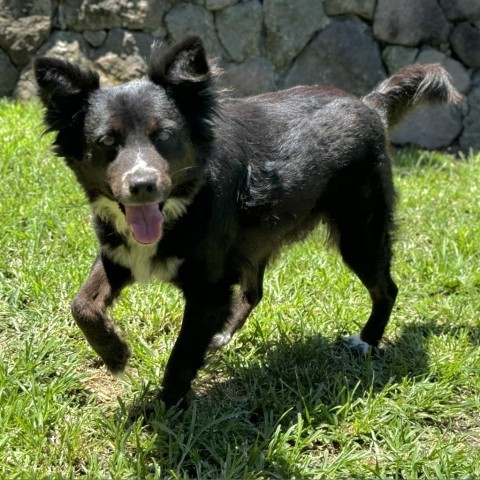 Pasta (COH-A-10354), an adoptable Mixed Breed in Keaau, HI, 96749 | Photo Image 1