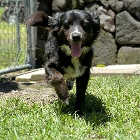 Pasta (COH-A-10354), an adoptable Mixed Breed in Keaau, HI, 96749 | Photo Image 2