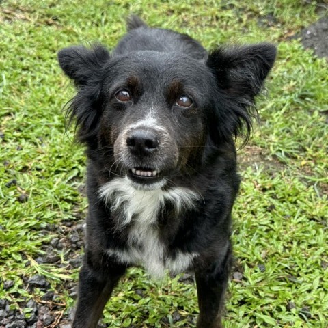 Pasta (COH-A-10354), an adoptable Mixed Breed in Keaau, HI, 96749 | Photo Image 3