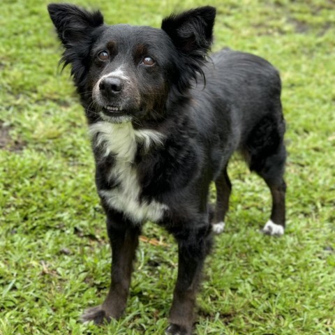 Pasta (COH-A-10354), an adoptable Mixed Breed in Keaau, HI, 96749 | Photo Image 4