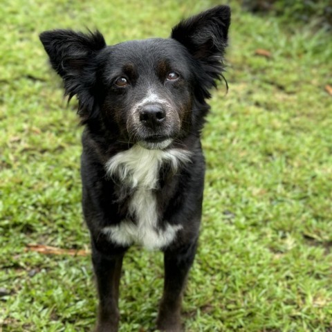 Pasta (COH-A-10354), an adoptable Mixed Breed in Keaau, HI, 96749 | Photo Image 5