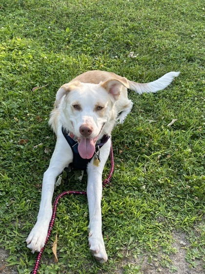 Shadow, an adoptable Mixed Breed in Montreal, QC, H4P 1X4 | Photo Image 1