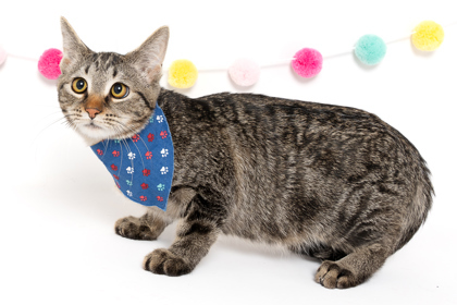 Asher, an adoptable Domestic Short Hair in Caldwell, ID, 83607 | Photo Image 1