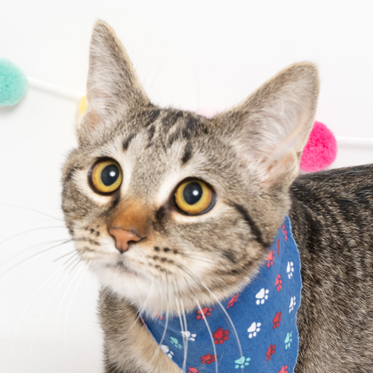 Asher, an adoptable Domestic Short Hair in Caldwell, ID, 83607 | Photo Image 2