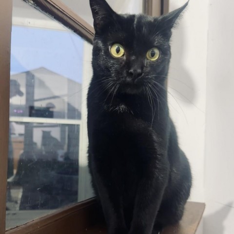 Wheezy, an adoptable Domestic Short Hair in Bismarck, ND, 58507 | Photo Image 1