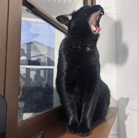 Wheezy, an adoptable Domestic Short Hair in Bismarck, ND, 58507 | Photo Image 2