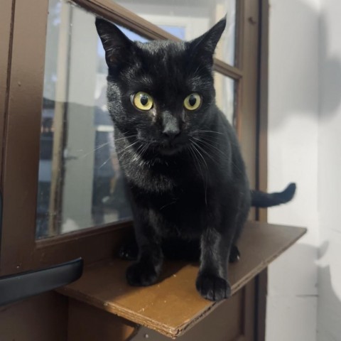 Wheezy, an adoptable Domestic Short Hair in Bismarck, ND, 58507 | Photo Image 5