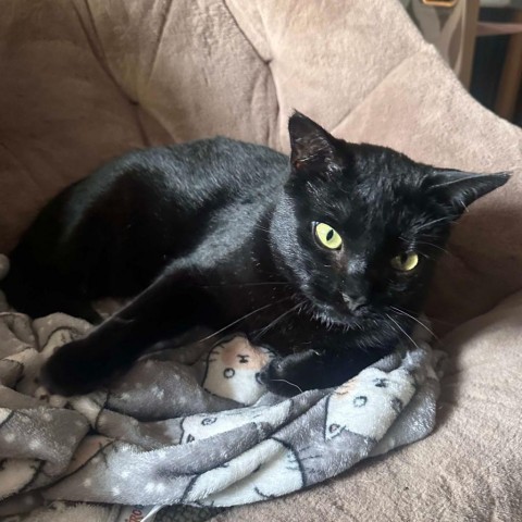 Wheezy, an adoptable Domestic Short Hair in Bismarck, ND, 58507 | Photo Image 6