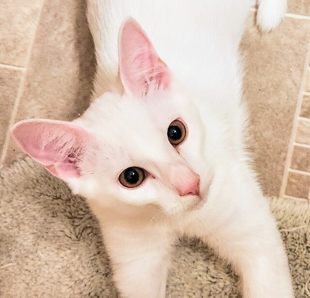 Boo (Ginger Kittens)