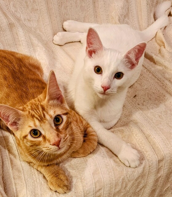 Boo (Ginger Kittens)