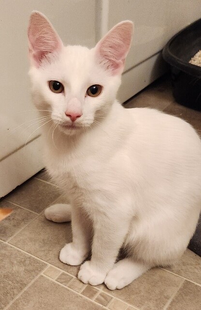 Boo (Ginger Kittens)