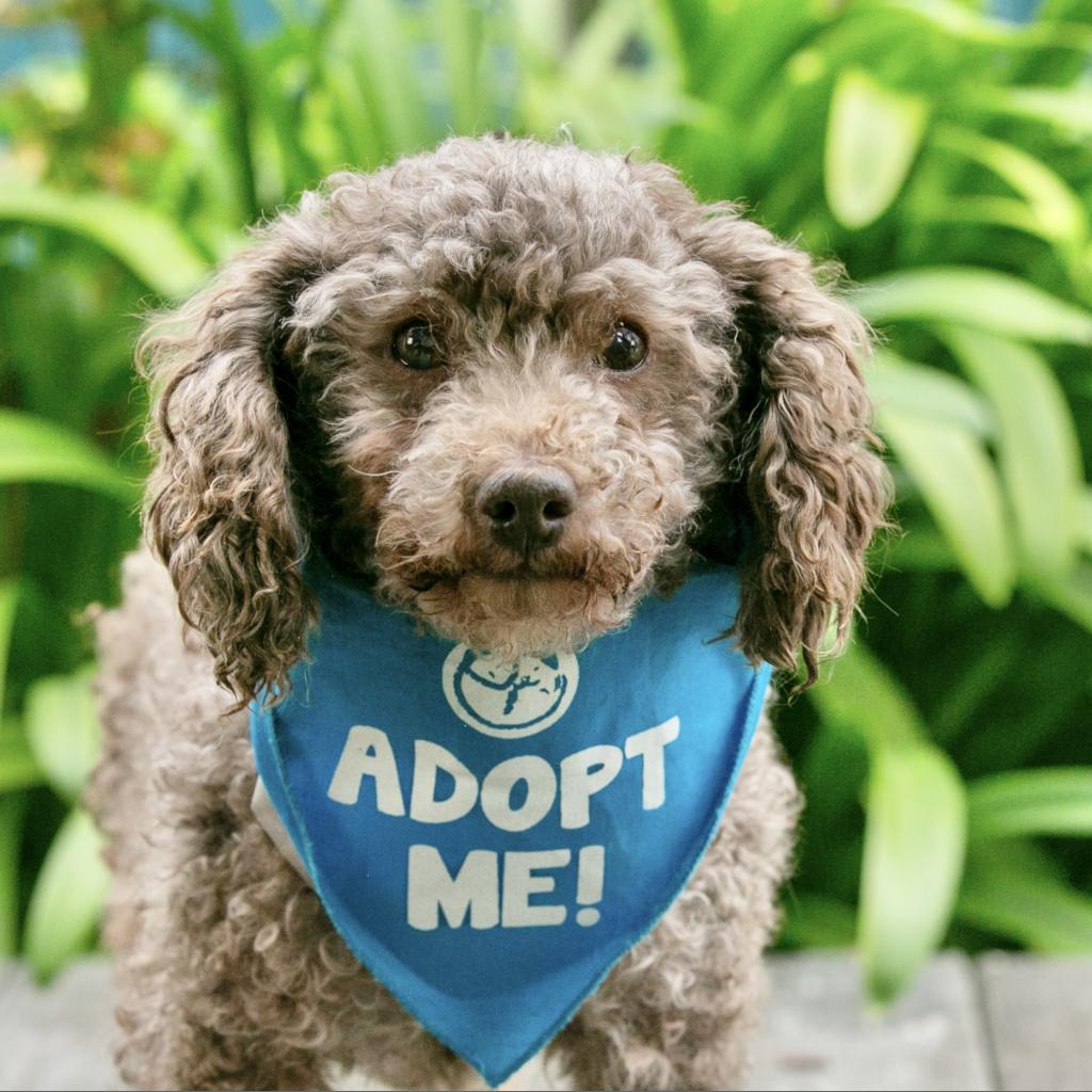Terra, an adoptable Poodle in Pacific Grove, CA, 93950 | Photo Image 1