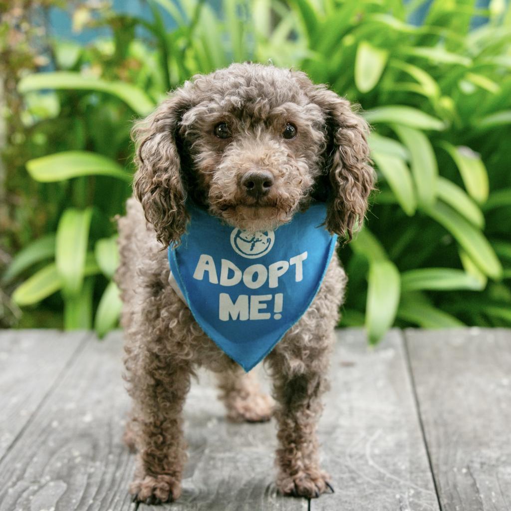 Terra, an adoptable Poodle in Pacific Grove, CA, 93950 | Photo Image 2