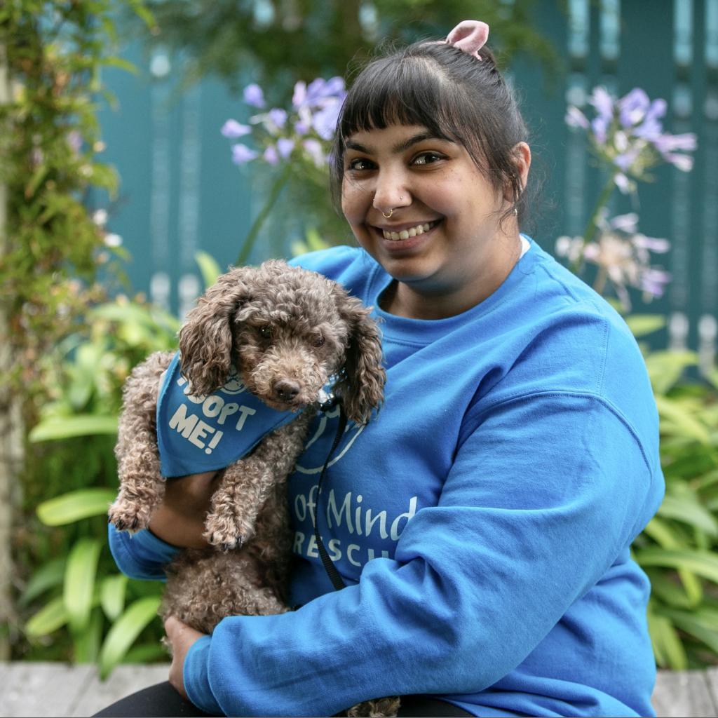 Terra, an adoptable Poodle in Pacific Grove, CA, 93950 | Photo Image 3