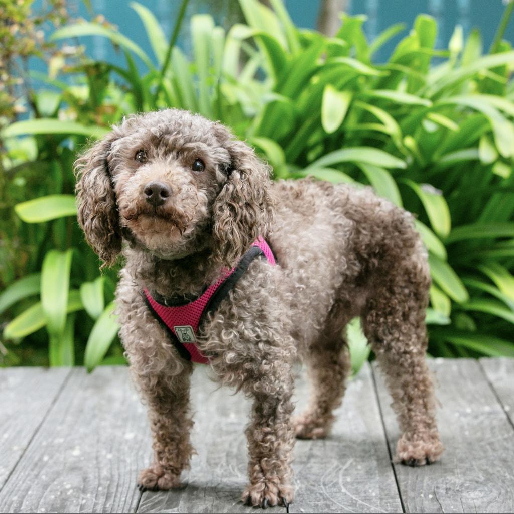 Terra, an adoptable Poodle in Pacific Grove, CA, 93950 | Photo Image 4