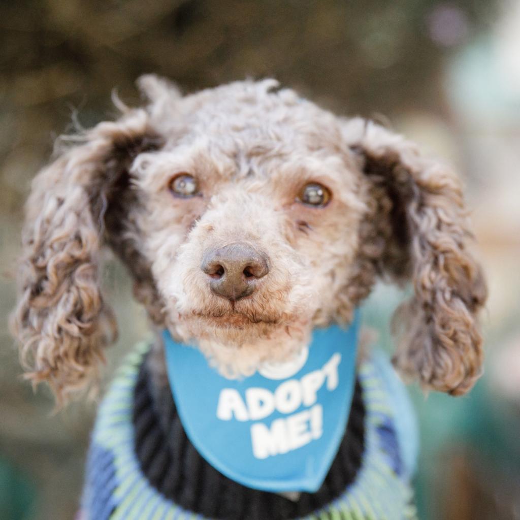 Terra, an adoptable Poodle in Pacific Grove, CA, 93950 | Photo Image 6