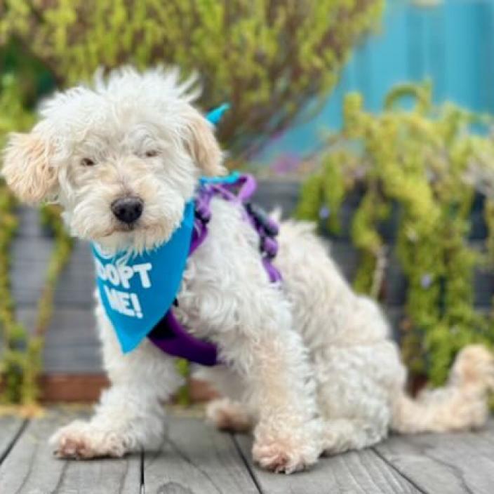 Fergie, an adoptable Poodle, Maltese in Pacific Grove, CA, 93950 | Photo Image 1