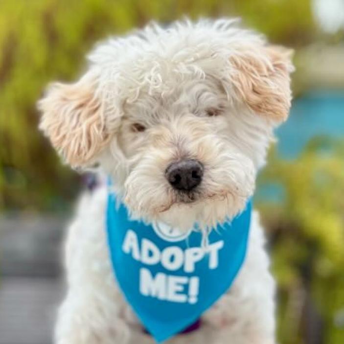 Fergie, an adoptable Poodle, Maltese in Pacific Grove, CA, 93950 | Photo Image 2