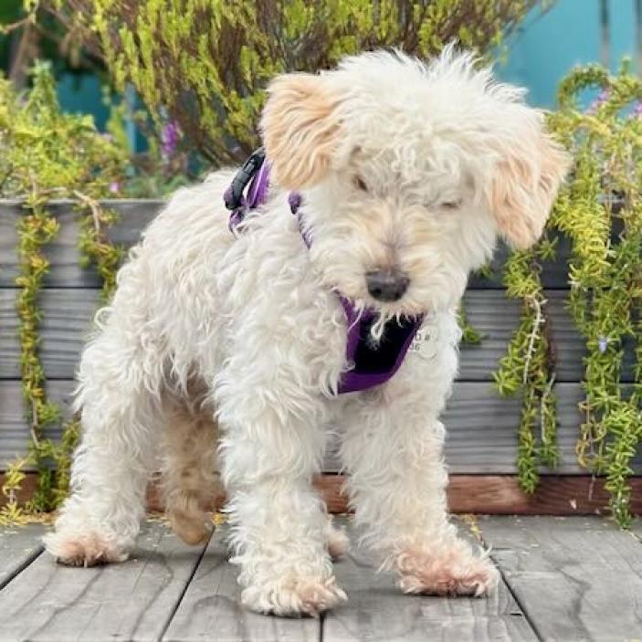 Fergie, an adoptable Poodle, Maltese in Pacific Grove, CA, 93950 | Photo Image 3