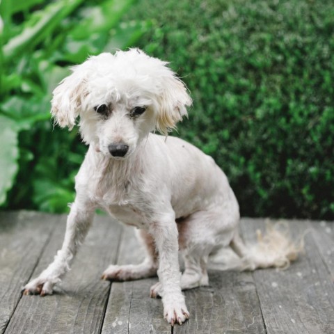 Fergie, an adoptable Poodle, Maltese in Pacific Grove, CA, 93950 | Photo Image 5